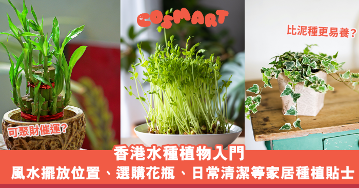 水種植物風水｜香港水種植物入門！風水擺放位置/換水/選購花瓶/日常清潔等種植貼士