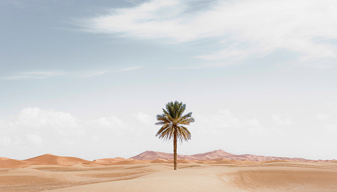 塊根植物種植方法｜塊根植物常見種類！象牙宮/象足漆、種植貼士、生長條件及擺放位置推介