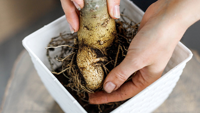 塊根植物種植方法｜塊根植物常見種類！象牙宮/象足漆、種植貼士、生長條件及擺放位置推介