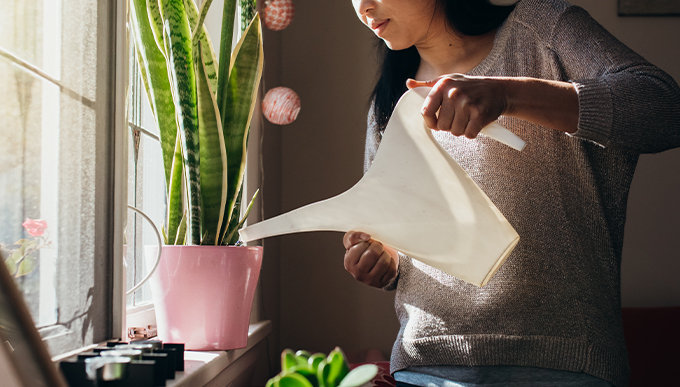 塊根植物種植方法｜塊根植物常見種類！象牙宮/象足漆、種植貼士、生長條件及擺放位置推介