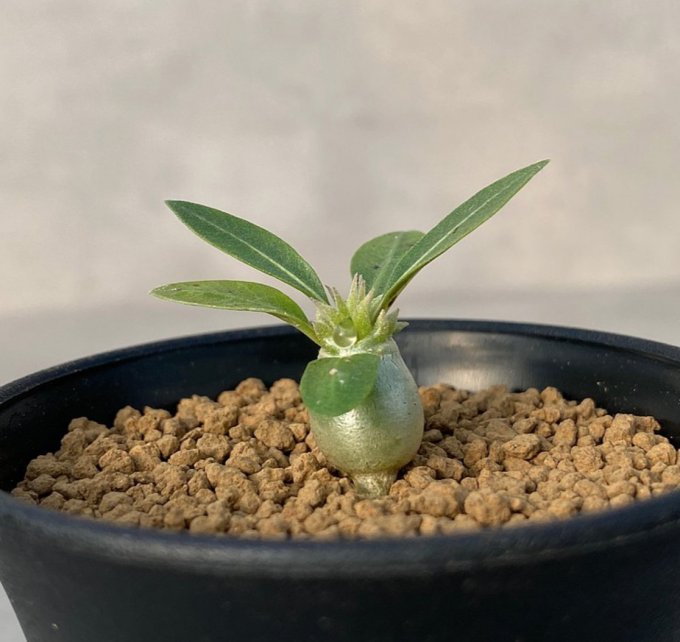 塊根植物種植方法｜塊根植物常見種類！象牙宮/象足漆、種植貼士、生長條件及擺放位置推介