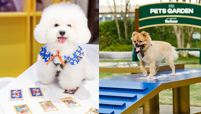 放假帶毛孩去玩！K11 Musea全新Pets Garden、山頂廣場寵物工作坊＋港島區餐廳推介