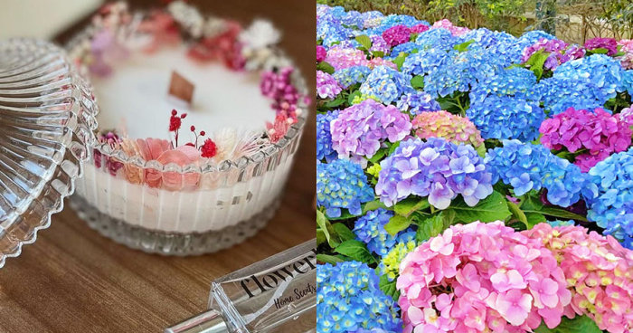 情人節香港好去處推薦2023｜隱世天水圍繡球花海、香薰大豆蠟燭工作坊、夢幻水晶球活動、壓花石膏版畫二人同行優惠