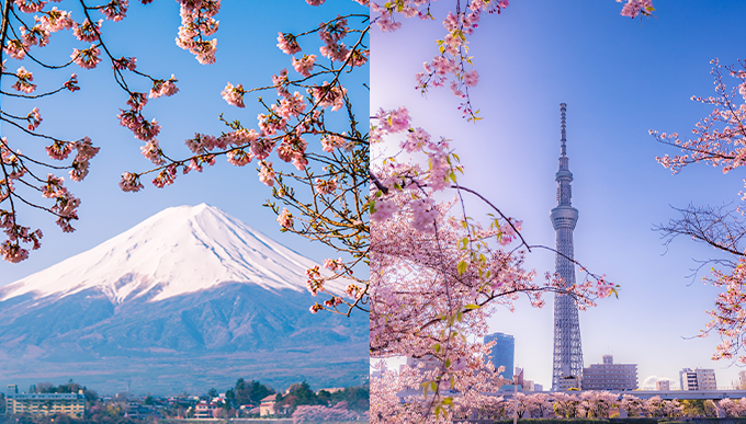 東京賞櫻攻略2023｜櫻花開花時間、交通、晴空塔、富士山賞櫻行程推介