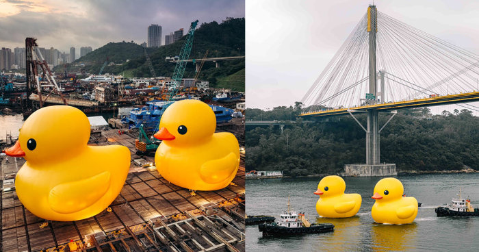 18米高巨型橡皮鴨今早現身青衣海域！ 橡皮鴨訪港 10 周年再次訪港 首度夥拍同伴現身大型海上公共藝術展覽《橡皮鴨二重暢》