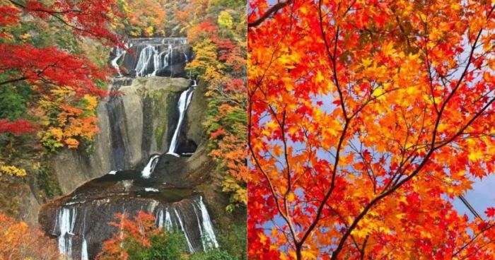 日本紅葉2024｜15個人氣日本賞楓景點推介+最新紅葉預測時間