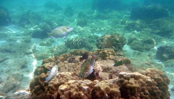 香港水上活動推薦2025｜10大人氣水上活動！橋咀島浮潛/大嶼山風箏衝浪/大埔獨木舟