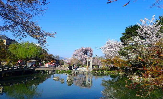 京都自由行2025｜15大必去京都景點！最新任天堂博物館/絕美神社/京都近郊一日遊