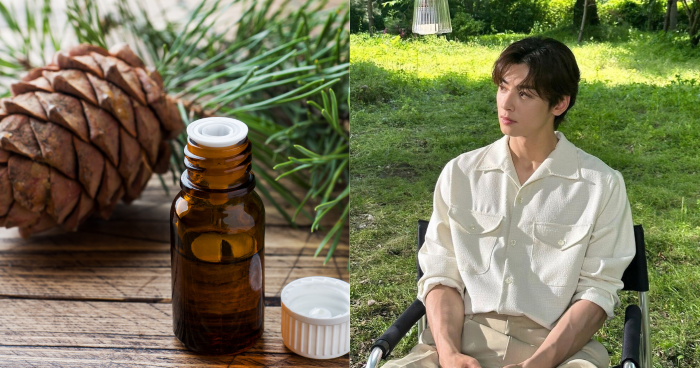 雪松精油功效｜一文看清雪松精油禁忌/精油搭配/淨化功效！附雪松香水/精油/擴香推薦