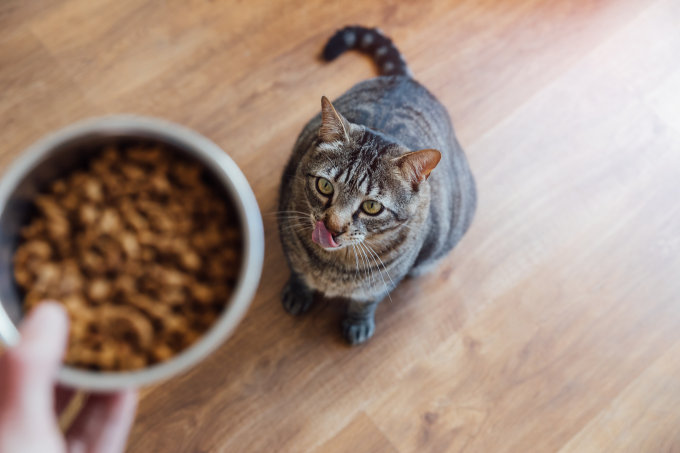 貓免疫力提升！貓咪保健品推薦｜15款iherb貓保健食品維他命推薦+貓增強免疫力食物清單