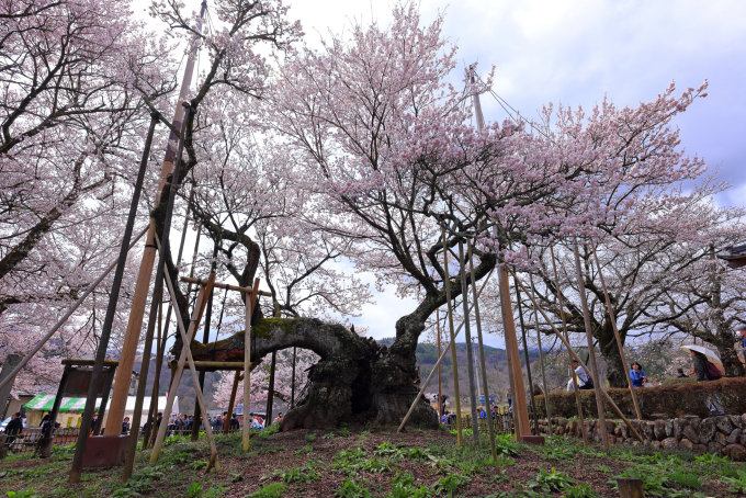日本櫻花預測2025｜13個日本櫻花推薦景點+最新日本賞櫻時間表！東京、福岡3月尾率先開花！