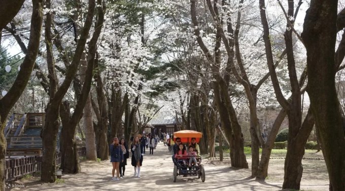 韓國首爾櫻花預測2025｜10大韓國首爾櫻花景點+最新首爾賞櫻時間表！附交通方法