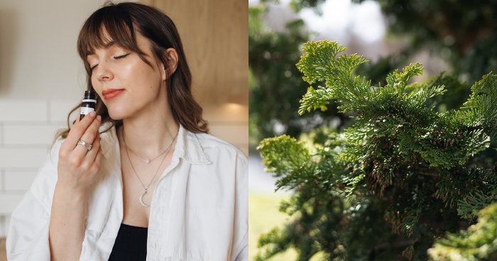 檜木精油功效與禁忌｜如何辨別真假？精油搭配指南＋有機優質精油推薦