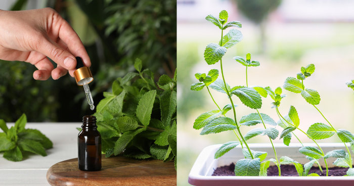 薄荷精油10大功效｜有助舒緩頭痛腸胃不適？薄荷精油使用方法與禁忌＋天然精油推薦