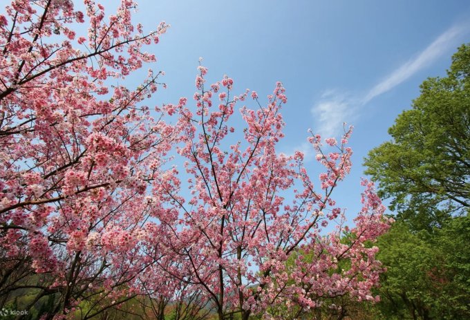 台灣櫻花開花時間2025｜台灣櫻花景點10大推薦！陽明山/九族文化村/阿里山