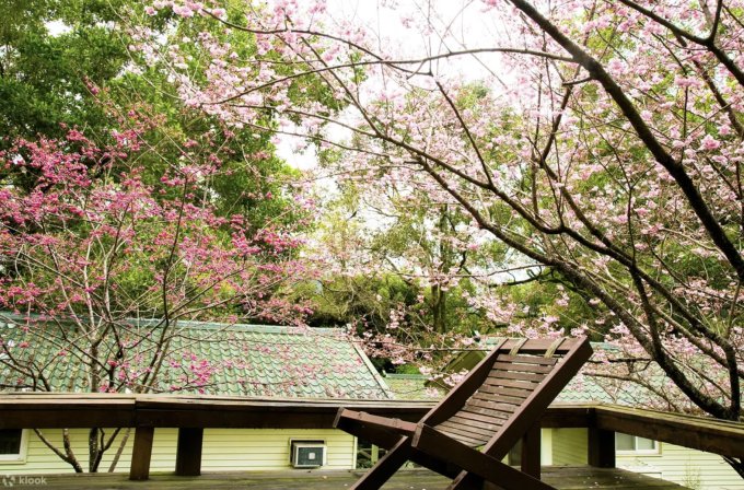台灣櫻花開花時間2025｜台灣櫻花景點10大推薦！陽明山/九族文化村/阿里山