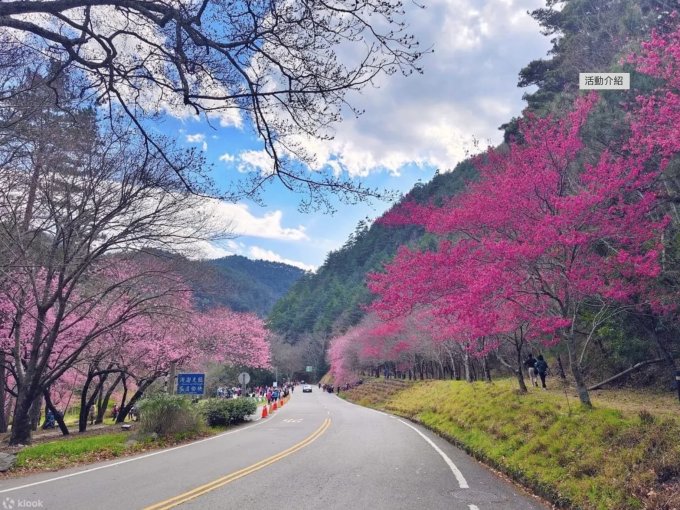 台灣櫻花開花時間2025｜台灣櫻花景點10大推薦！陽明山/九族文化村/阿里山