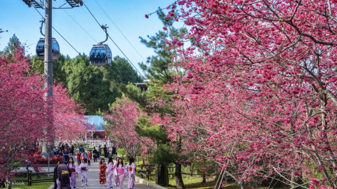 台灣櫻花開花時間2025｜台灣櫻花景點10大推薦！陽明山/九族文化村/阿里山