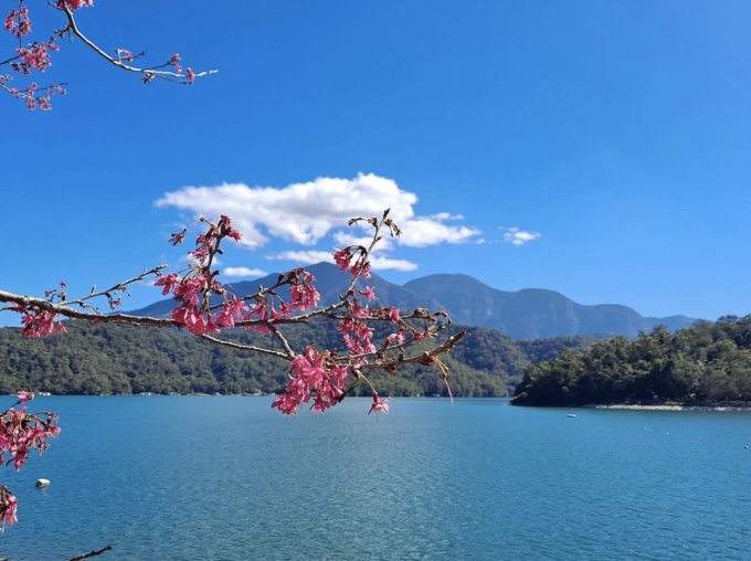 台灣櫻花開花時間2025｜台灣櫻花景點10大推薦！陽明山/九族文化村/阿里山
