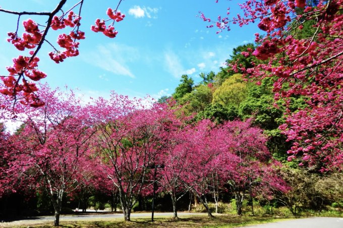 台灣櫻花開花時間2025｜台灣櫻花景點10大推薦！陽明山/九族文化村/阿里山