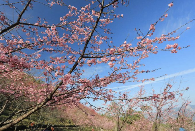 台灣櫻花開花時間2025｜台灣櫻花景點10大推薦！陽明山/九族文化村/阿里山