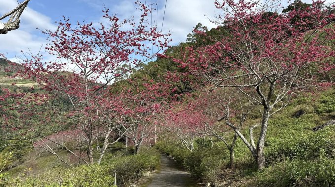 台灣櫻花開花時間2025｜台灣櫻花景點10大推薦！陽明山/九族文化村/阿里山
